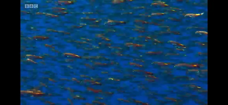 Lanternfish sp. ([genus Diaphus]) as shown in Blue Planet II - Big Blue